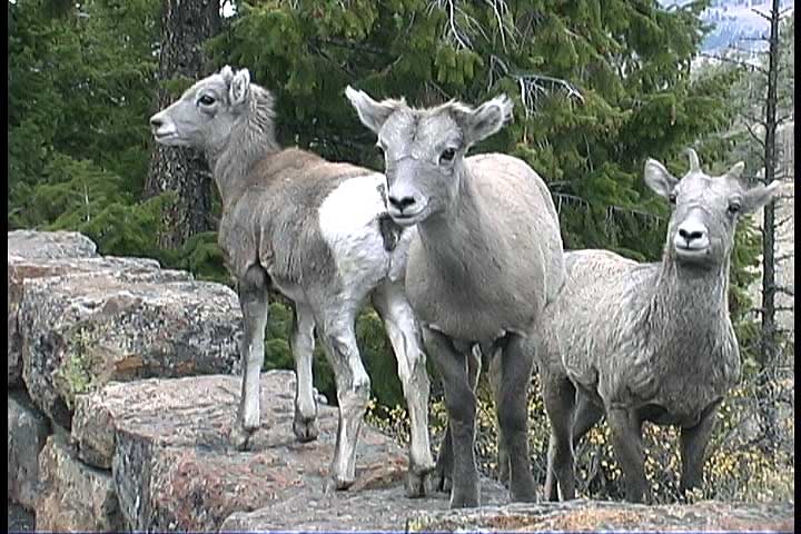 lamb00016.jpg